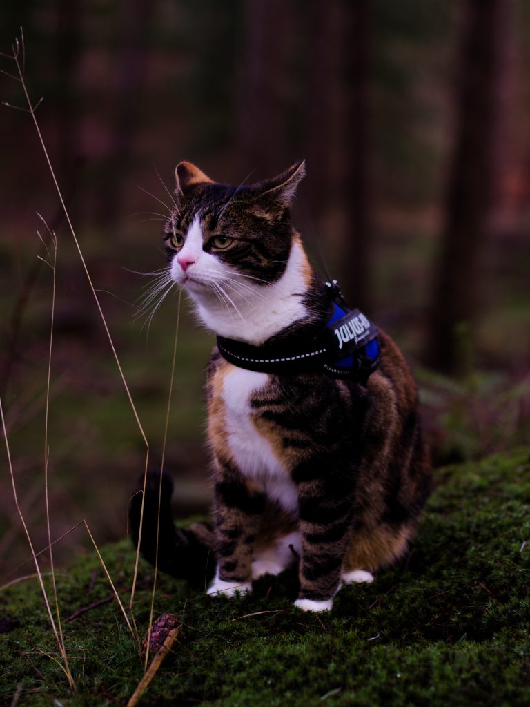 Emotional Support and Adventure Cat Puk| The Garden of Eve